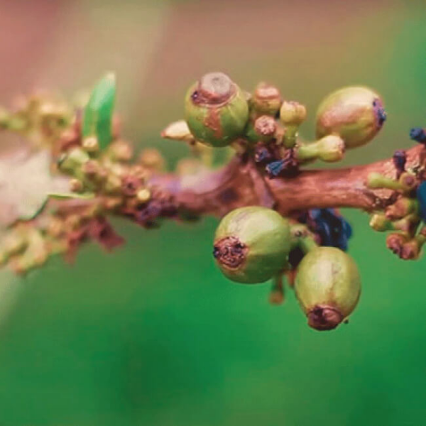 Cultivo de café coffea de especialidad