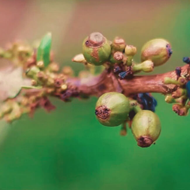 Cultivo de café coffea de especialidad