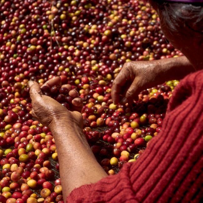 Proceso de selección de Granos de Café