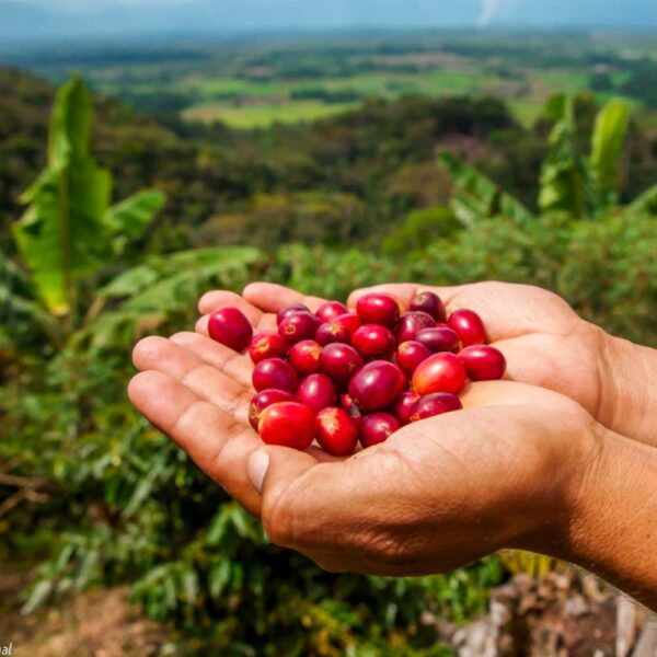 Varietales más comercializadas en el café de especialidad