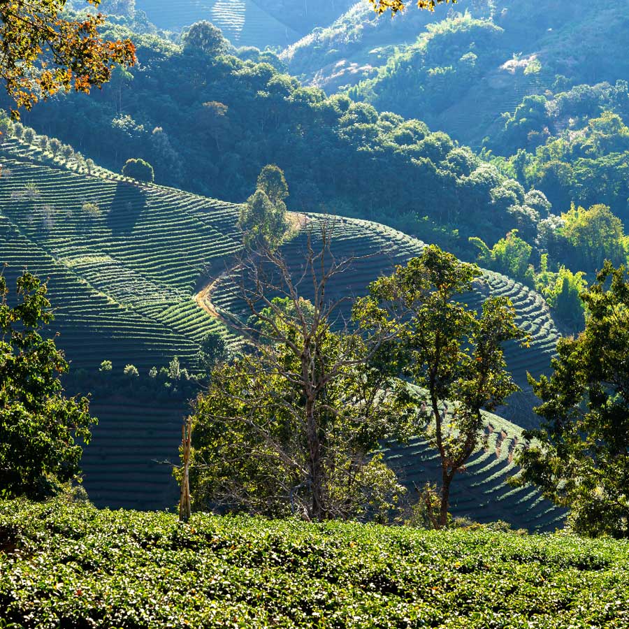 La altitud de cultivo no es sinónimo de calidad ni sabor