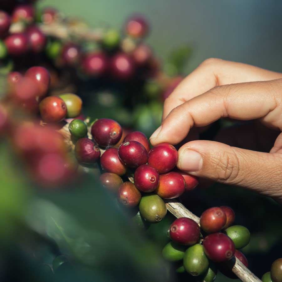 ¿Existen las certificaciones internacionales para baristas?