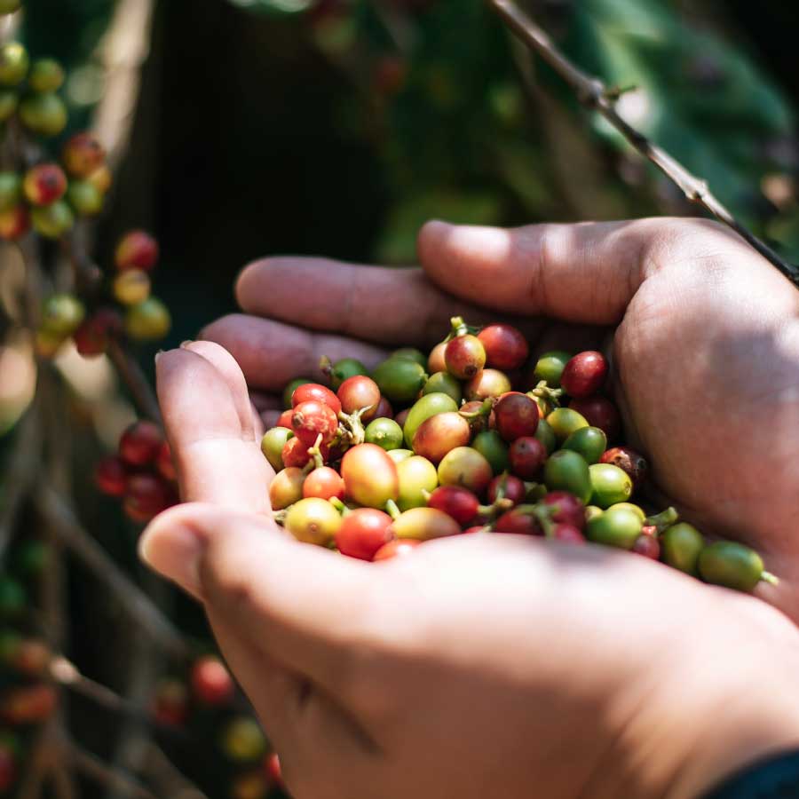 La importancia del tueste en la taza de café