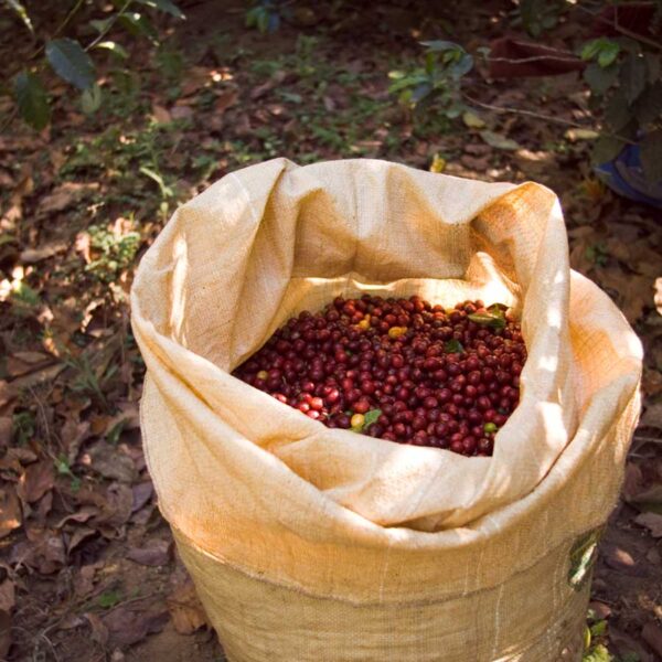 La taxonomía del café sin razas, cepas o varietales