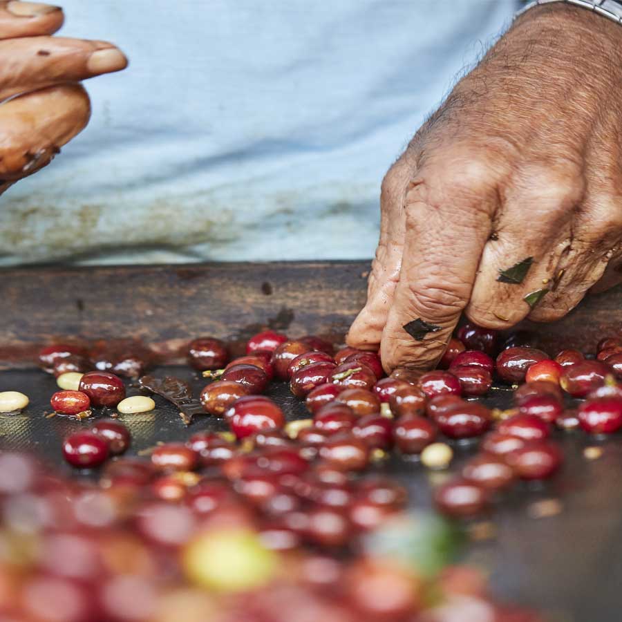 Trazabilidad y Etiquetado del Café: Más Allá del Origen
